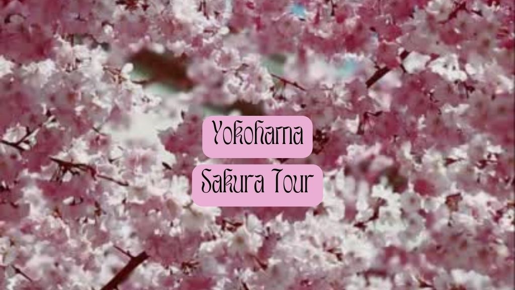 Yokohama Sakura Tour